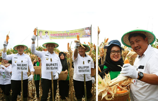 Potensi 28.000 Hektar, Sekretaris BPPSDMP Panen Jagung di OKU Selatan